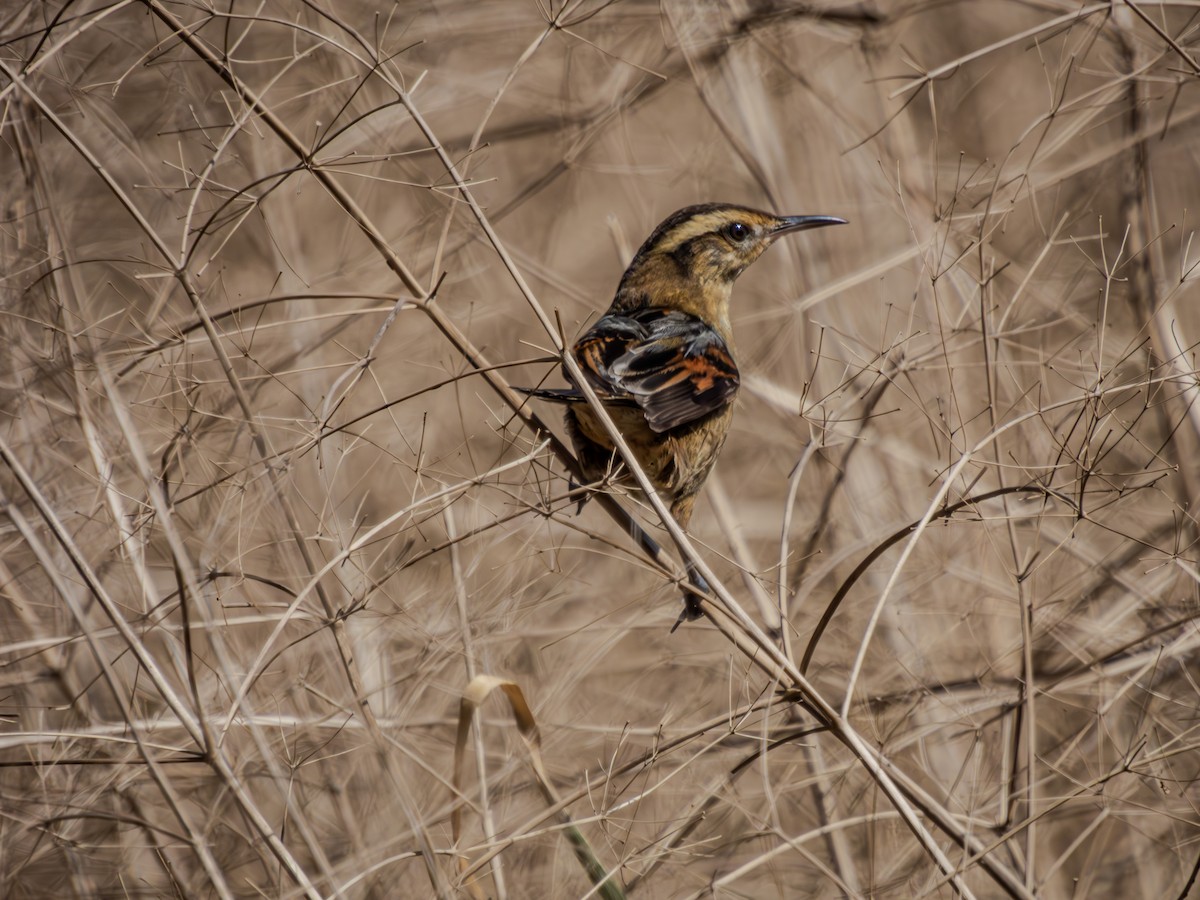 Wren-like Rushbird - Felipe Silva Guzmán