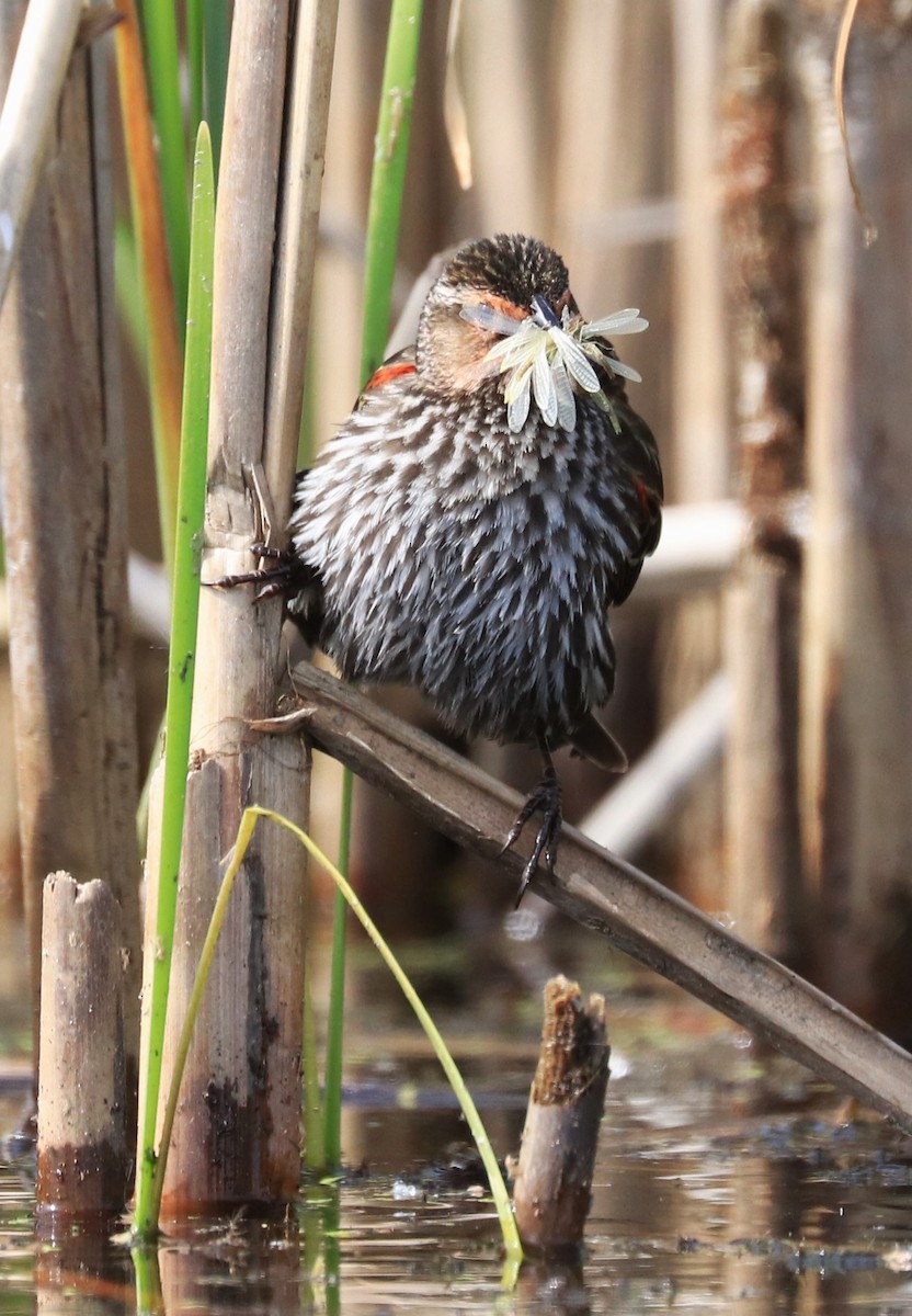 Red-winged Blackbird - ML619578144