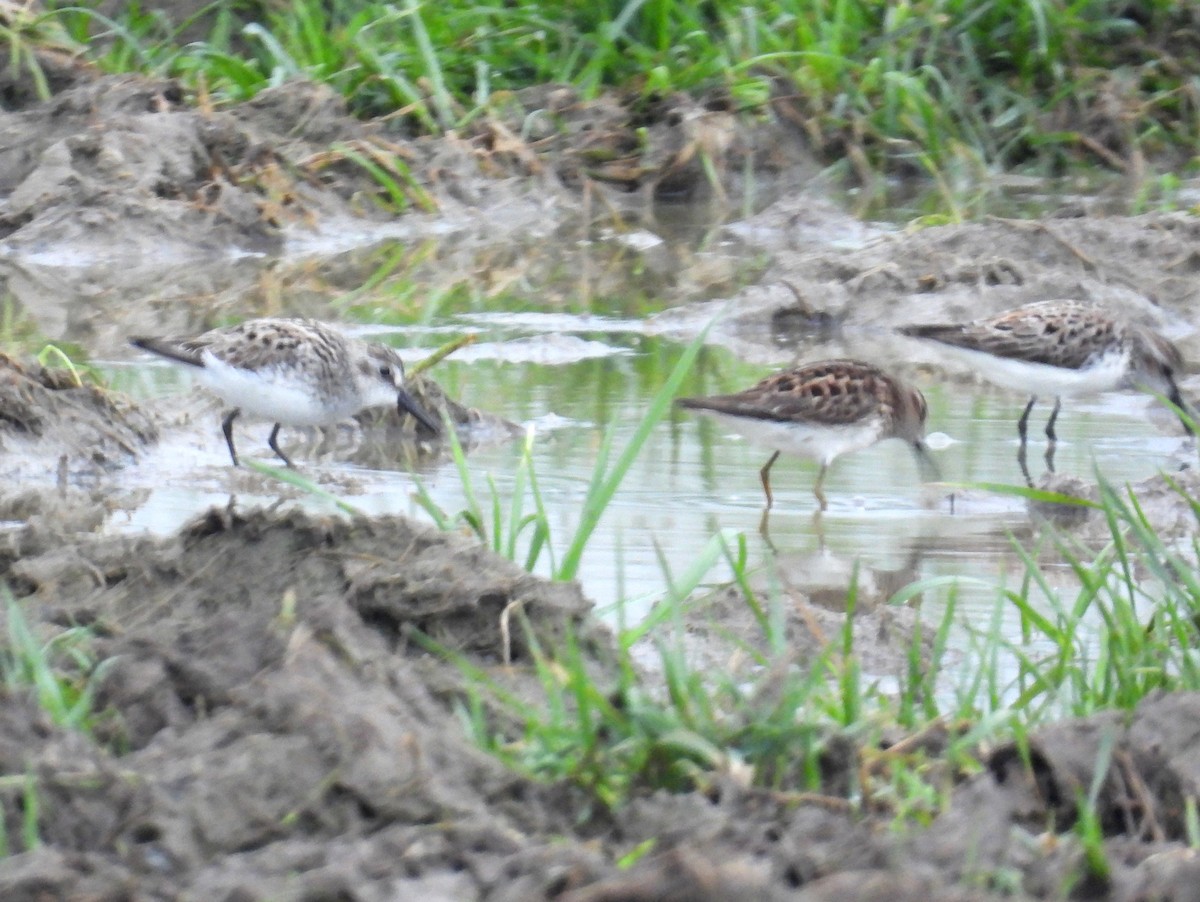 Semipalmated Sandpiper - bob butler