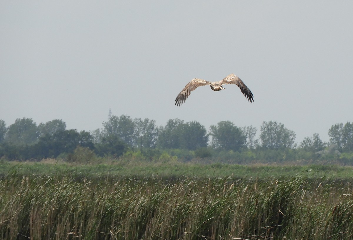 White-tailed Eagle - Miroslav Mareš