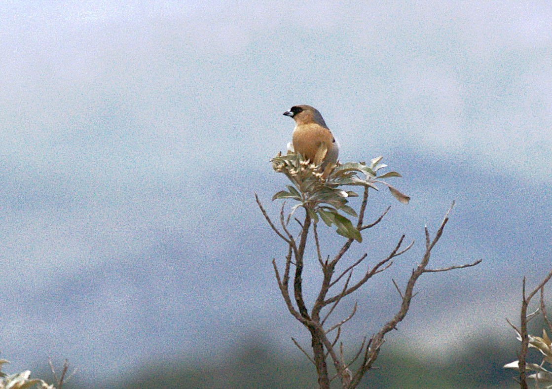 Cinnamon Tanager - Patrícia Hanate