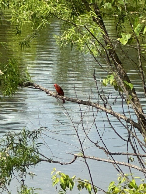 Northern Cardinal - J P