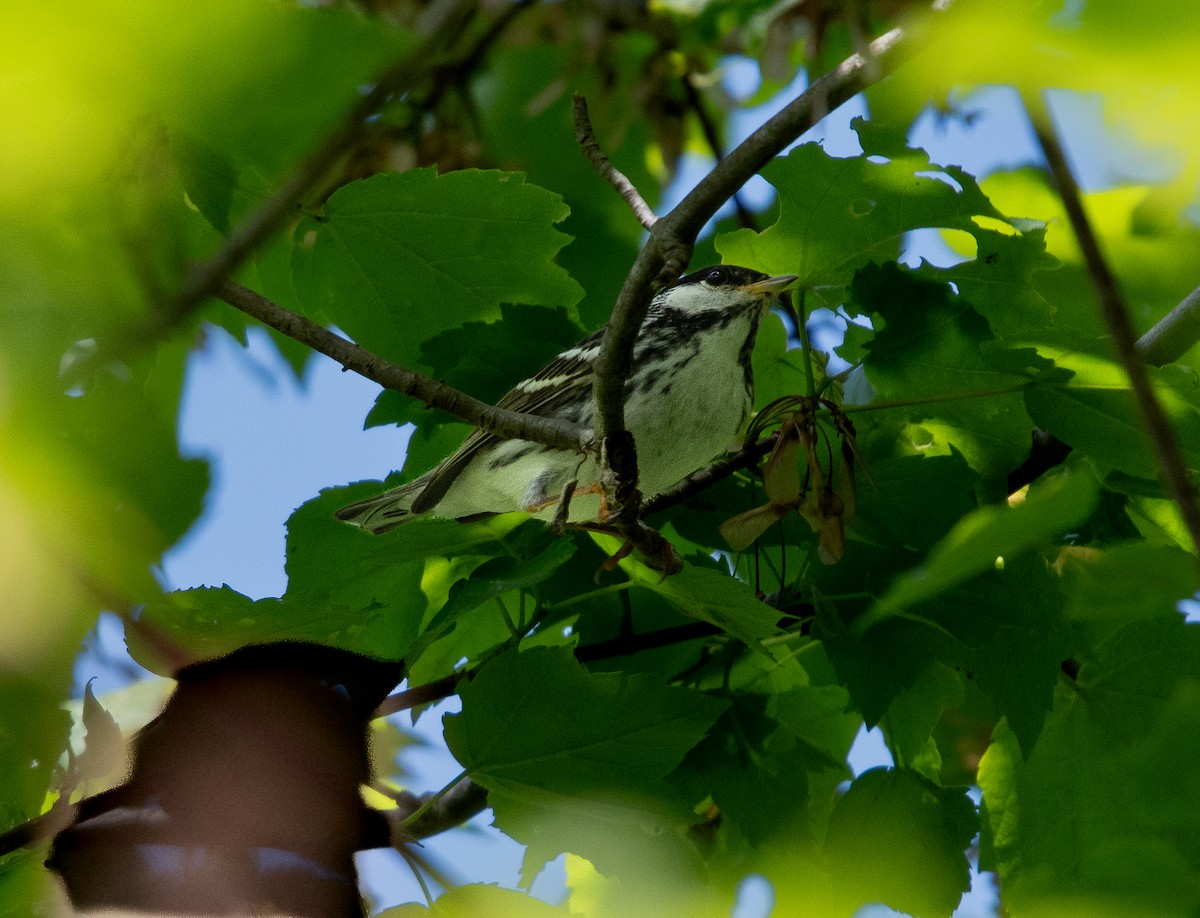 Blackpoll Warbler - Saverio DeGiorgio