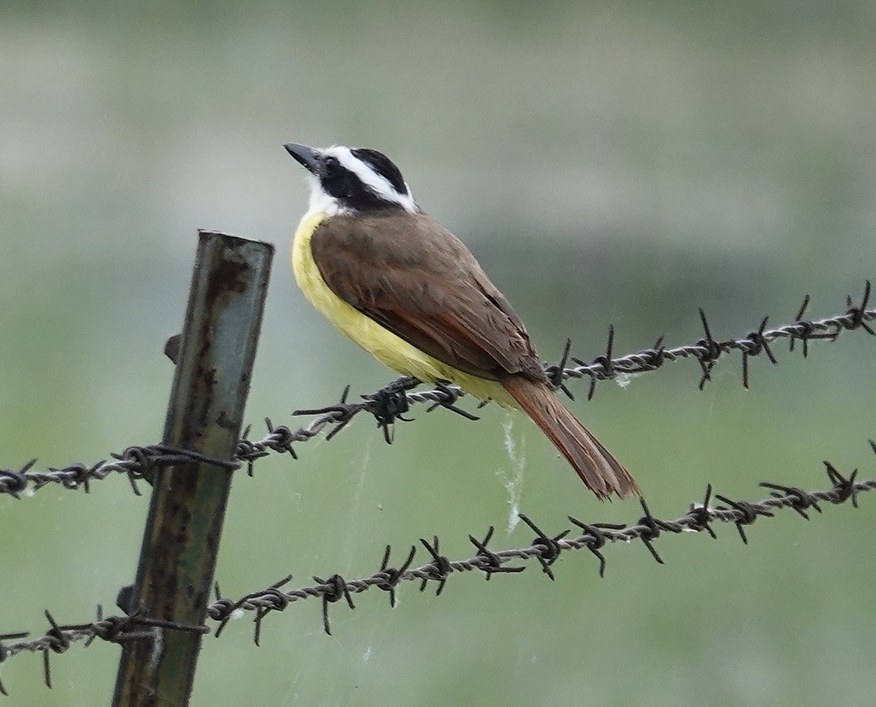 Great Kiskadee - J H