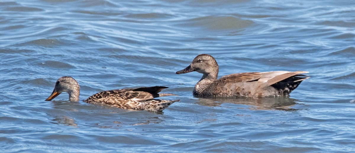 Gadwall - Margaret & Fred Parkes