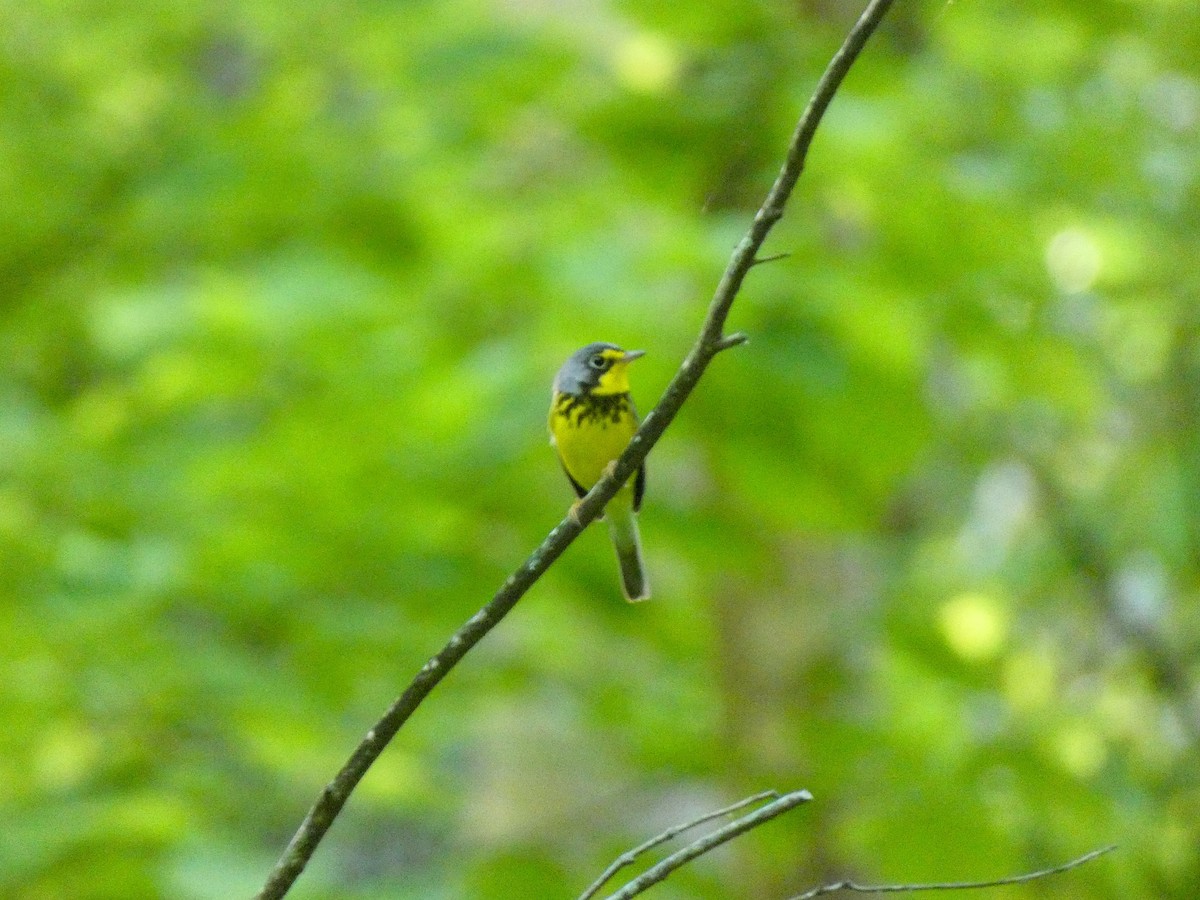 Canada Warbler - ML619578169