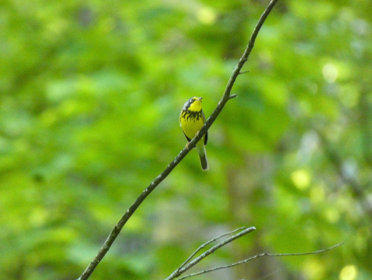 Canada Warbler - ML619578170