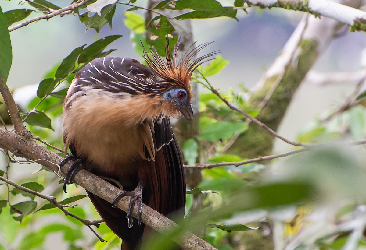 Hoatzin - Sally  Palmer