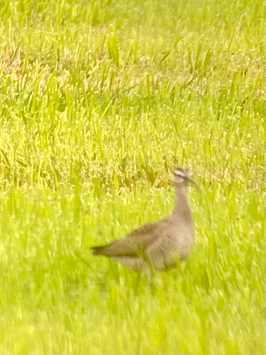 Whimbrel - Dan Tyson