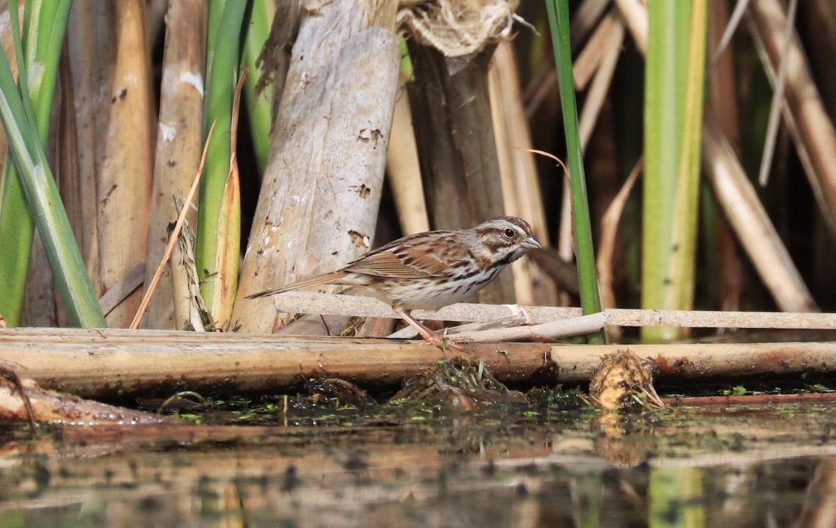 Song Sparrow - Lynda Noel