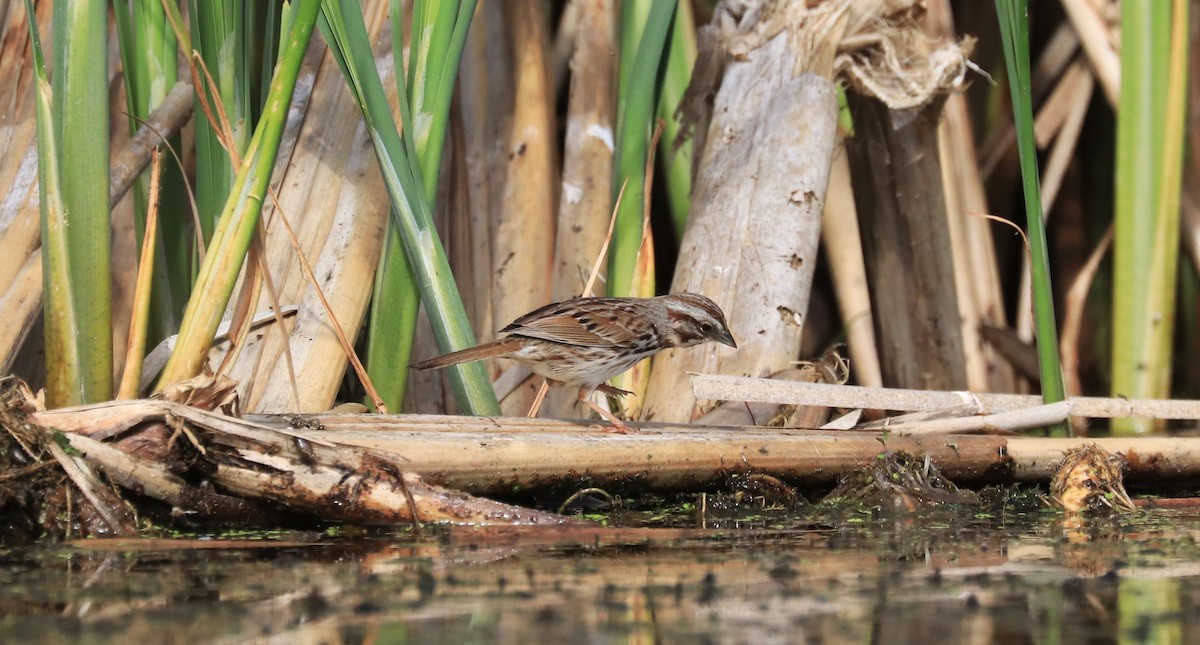 Song Sparrow - Lynda Noel