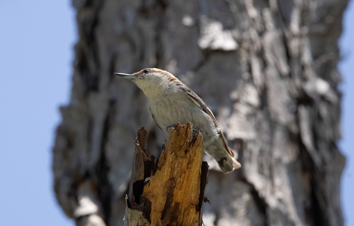 Brown-headed Nuthatch - Keith Leonard