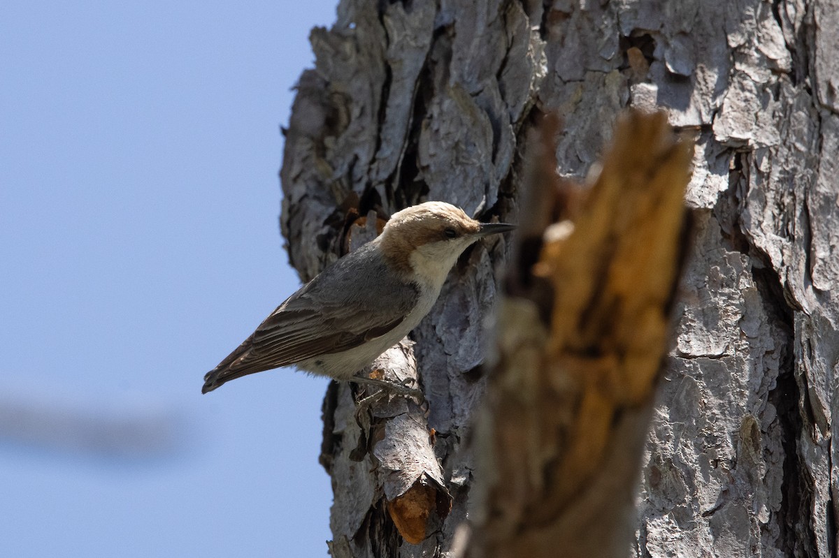 Brown-headed Nuthatch - Keith Leonard