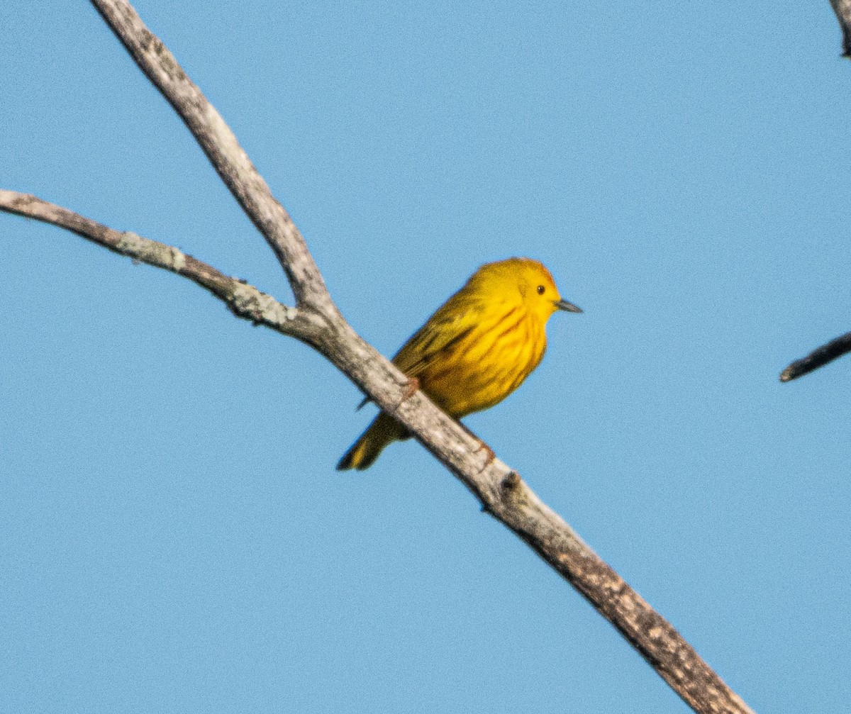 Yellow Warbler - Amanda Dulworth