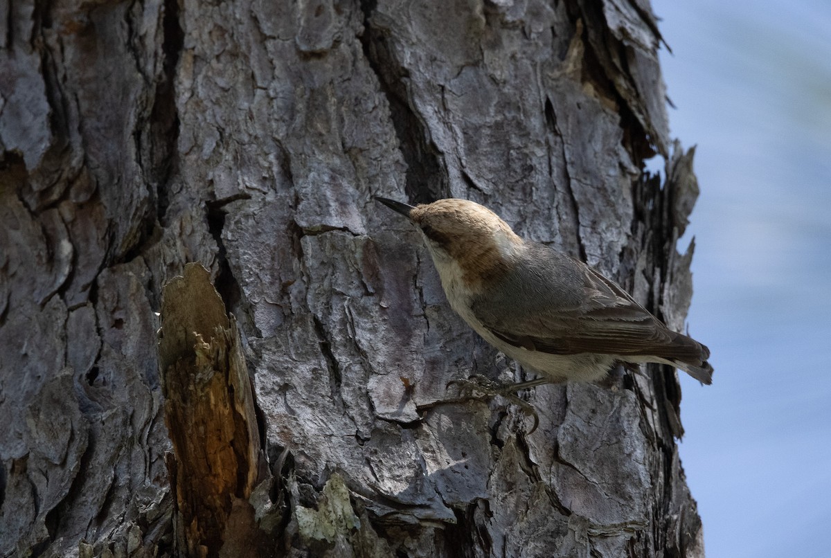 Brown-headed Nuthatch - Keith Leonard