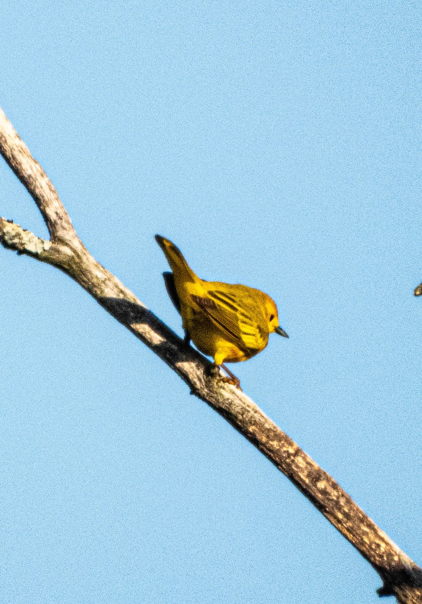 Yellow Warbler - Amanda Dulworth