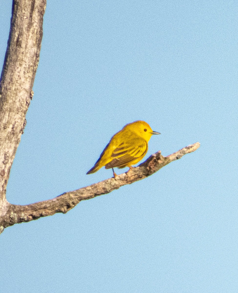 Yellow Warbler - Amanda Dulworth