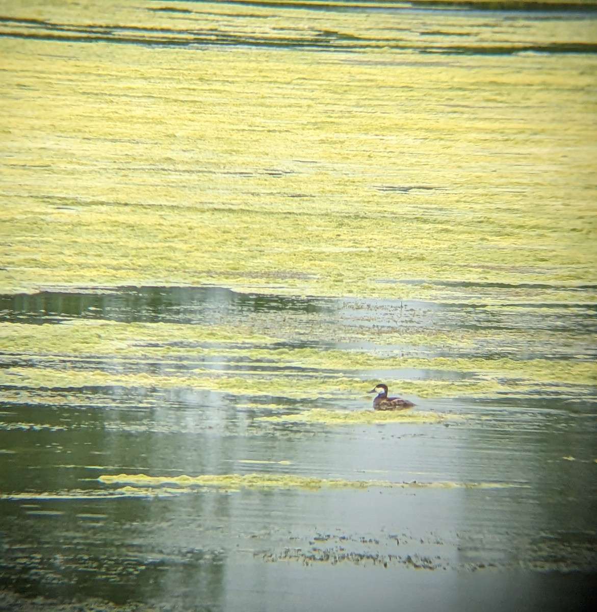 Ruddy Duck - ML619578190