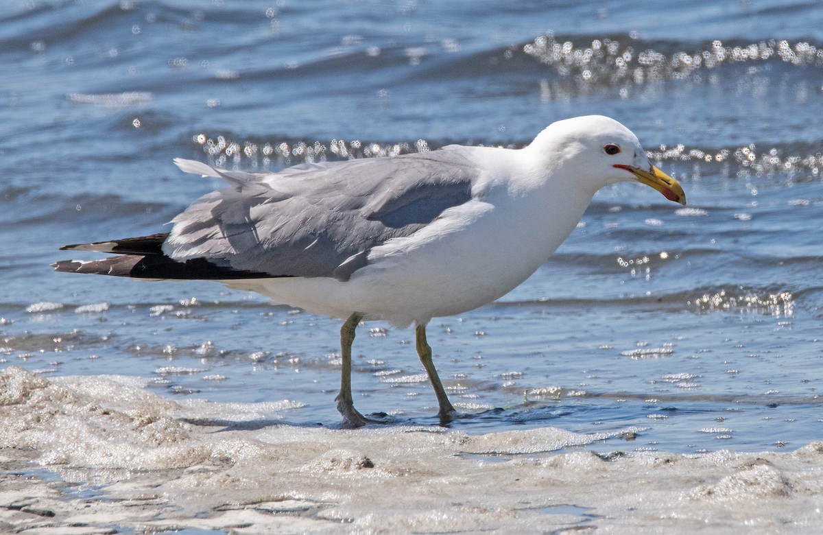 California Gull - ML619578192