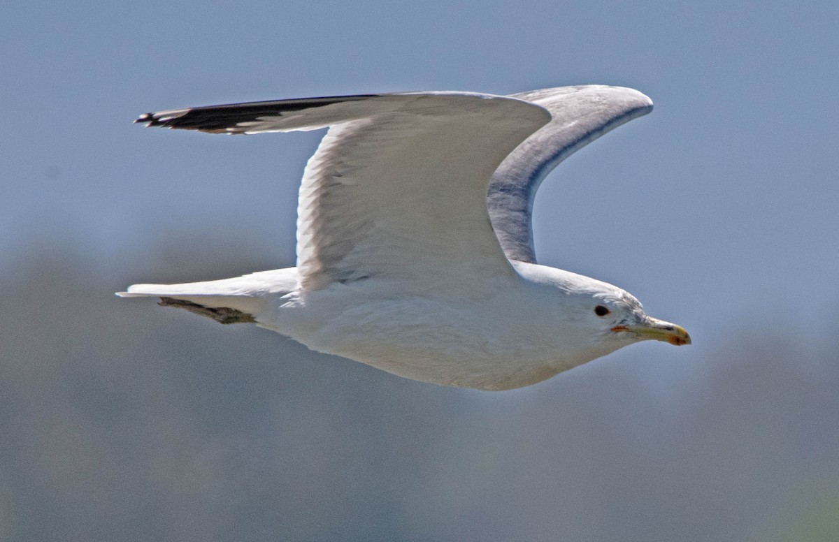 California Gull - Margaret & Fred Parkes