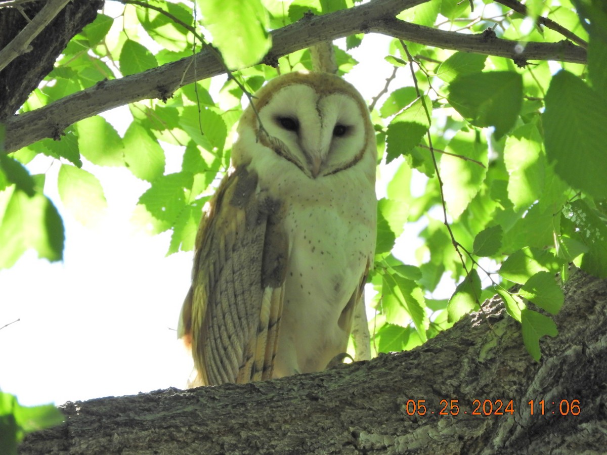 Barn Owl - ML619578194