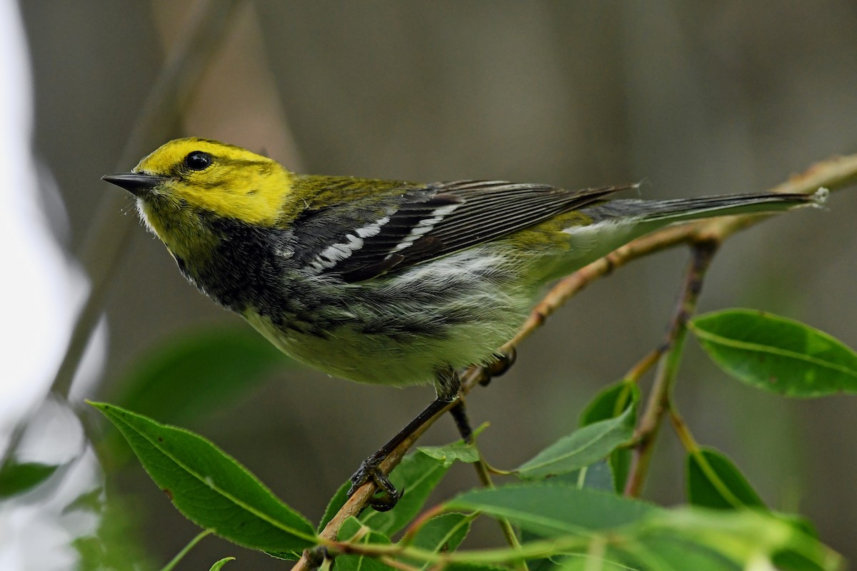 Black-throated Green Warbler - Chris Crowe