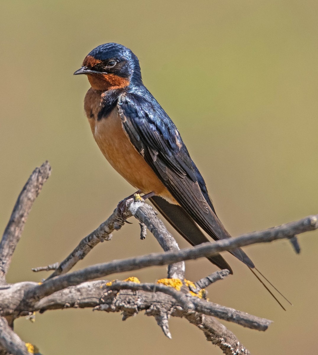 Barn Swallow - Margaret & Fred Parkes