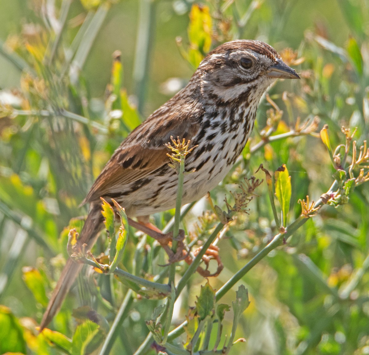 Song Sparrow - Margaret & Fred Parkes