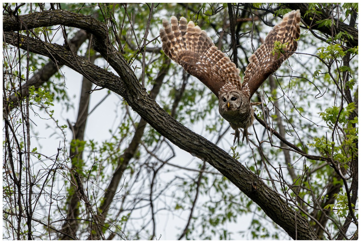 Barred Owl - Kevin ODonnell
