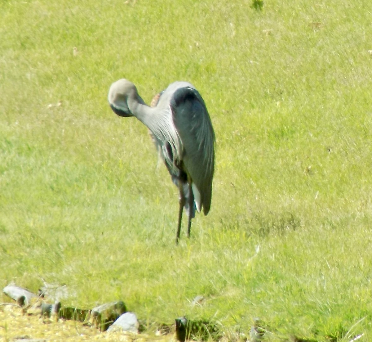 Great Blue Heron - Alan Anderson