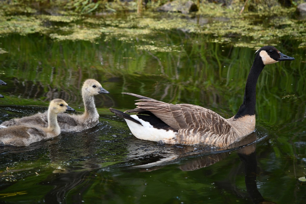 Canada Goose - ML619578217