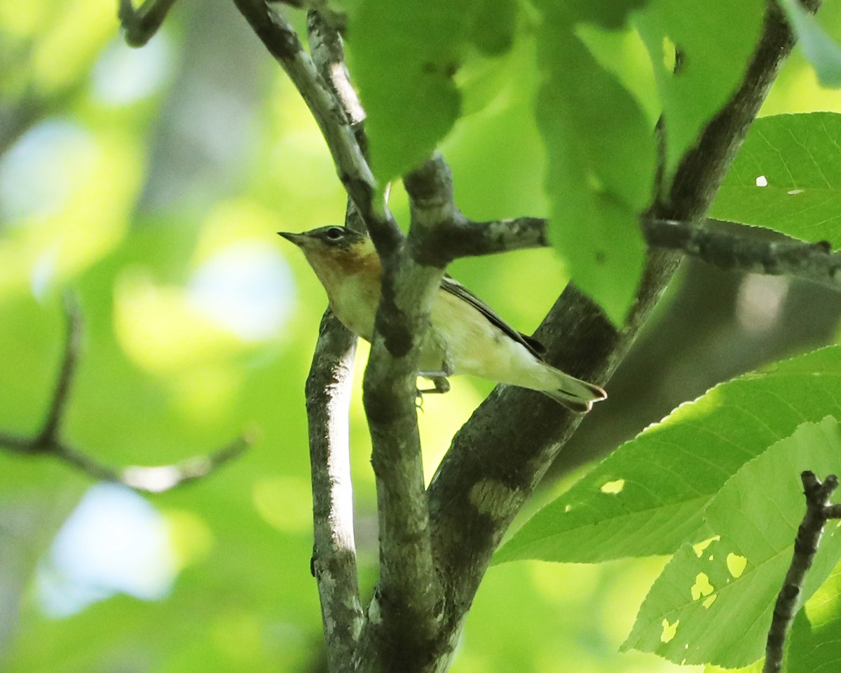 Bay-breasted Warbler - Susan Burkhart