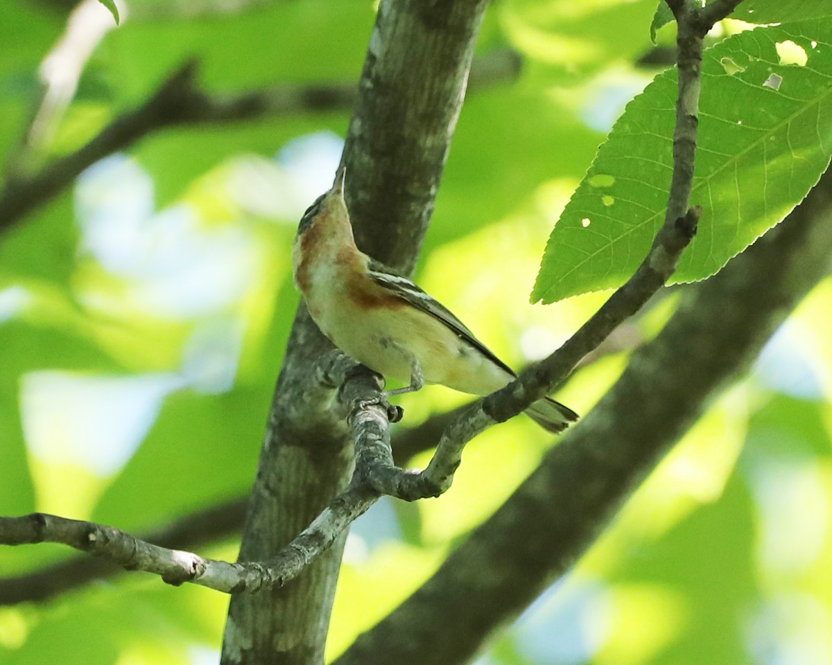 Bay-breasted Warbler - Susan Burkhart