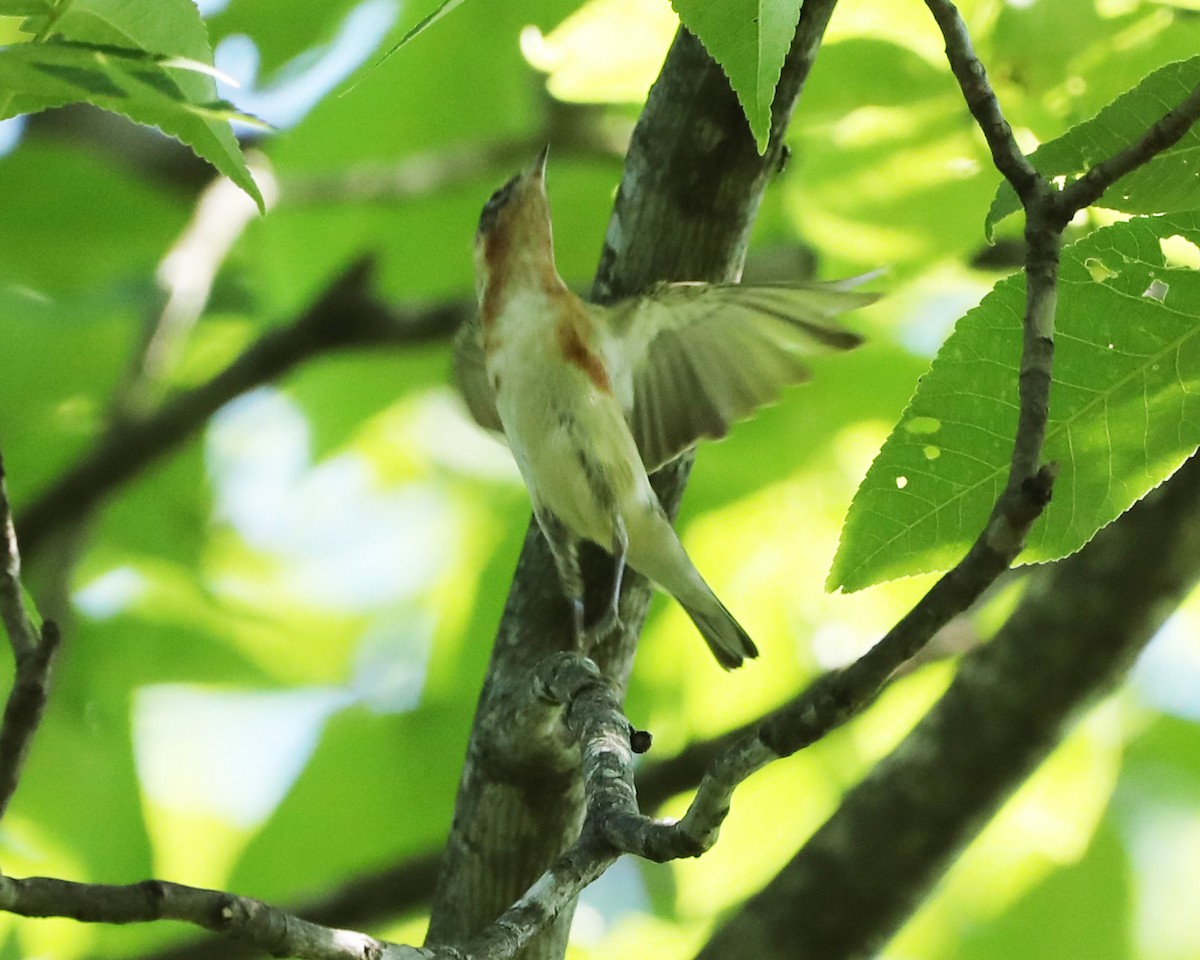 Bay-breasted Warbler - Susan Burkhart