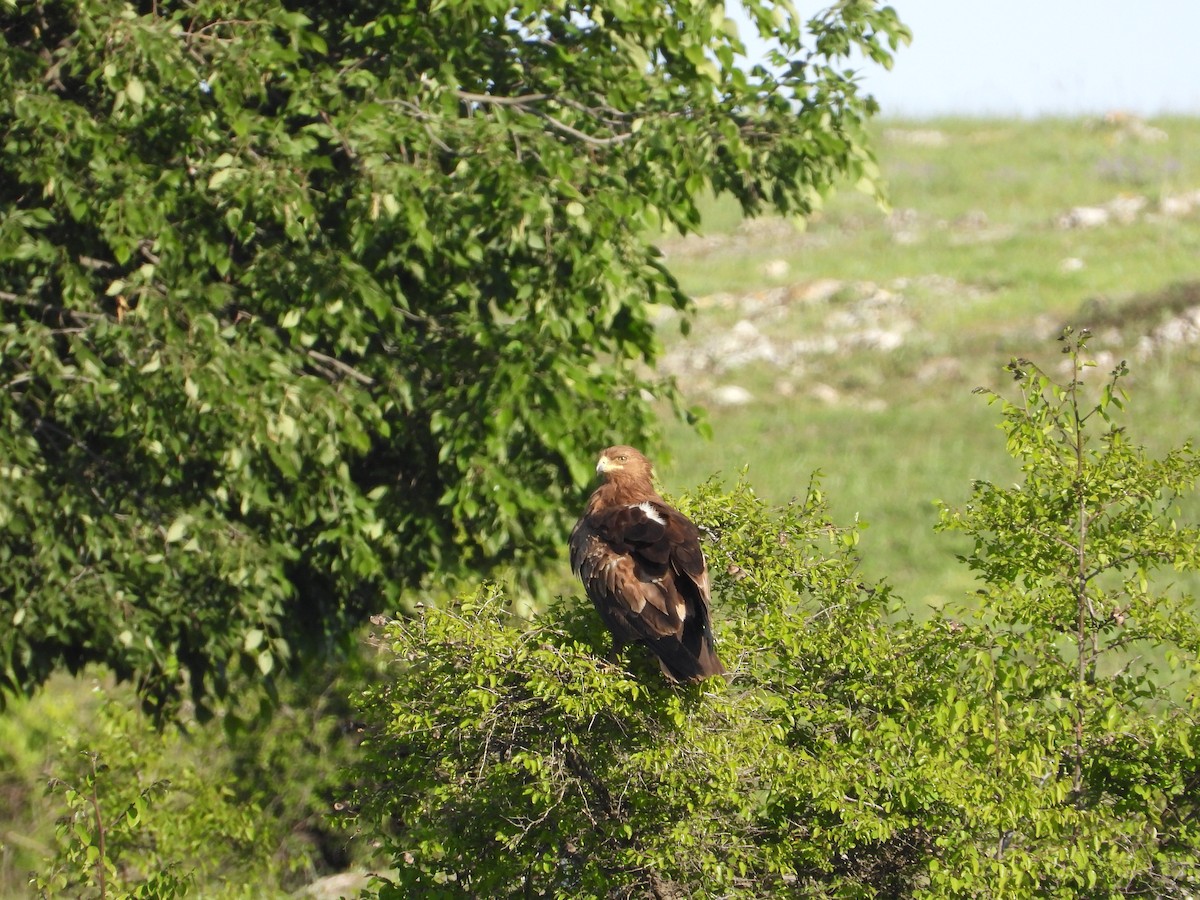 Lesser Spotted Eagle - Josip Turkalj