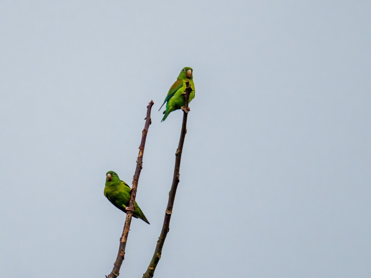 Orange-chinned Parakeet - Abe Villanueva