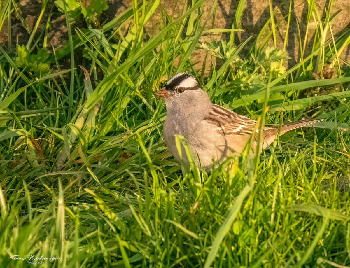 White-crowned Sparrow - ML619578242