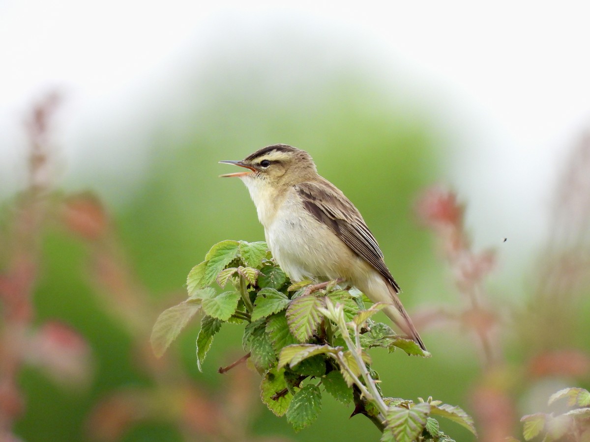 Sedge Warbler - Caroline Quinn