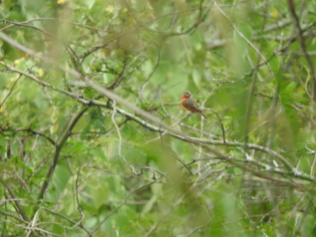 Ruddy-breasted Seedeater - Agustin Carrasco