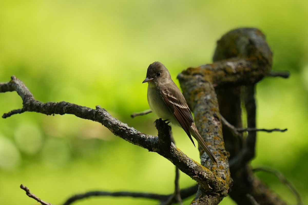 Eastern Wood-Pewee - Daniel Truax