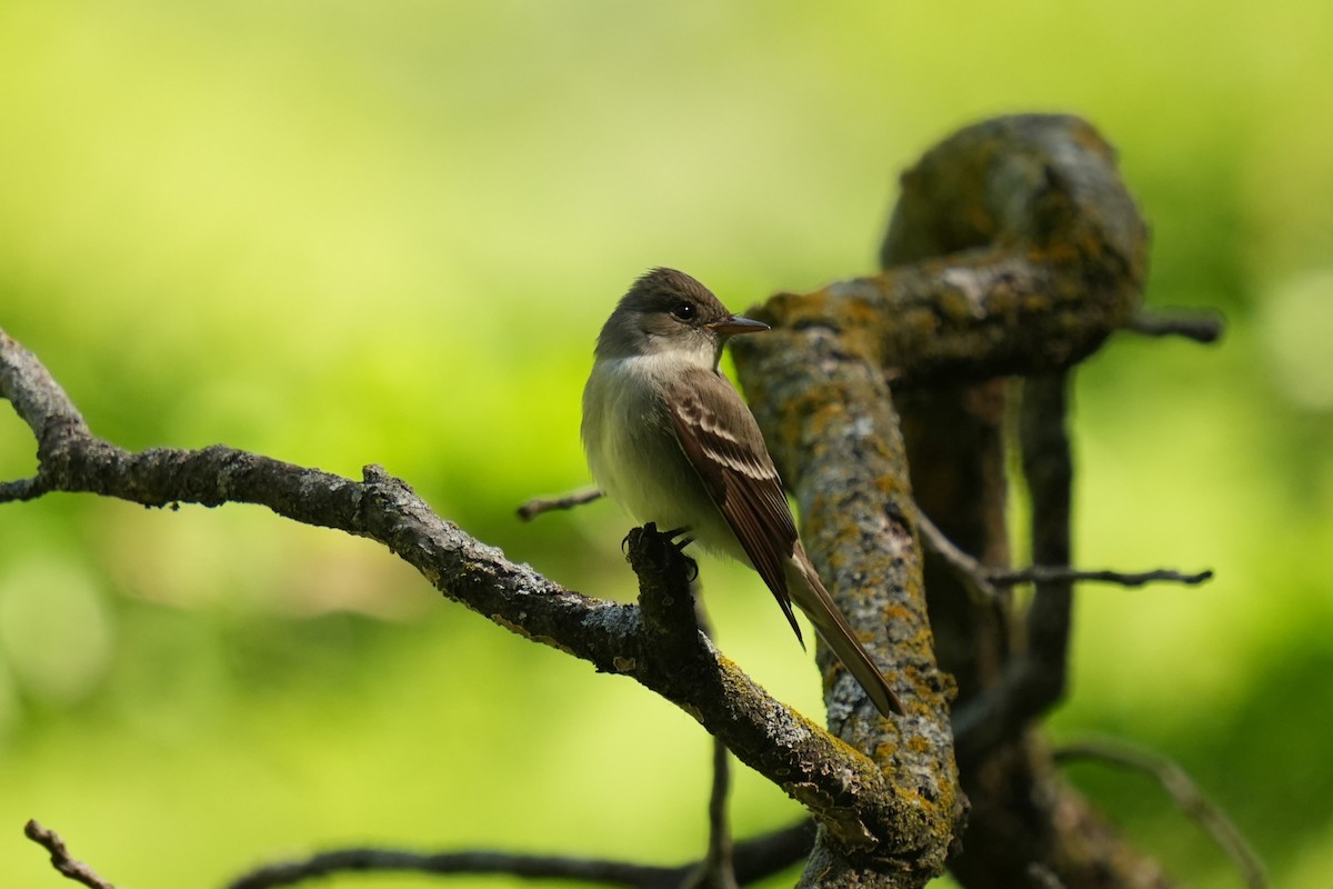 Eastern Wood-Pewee - Daniel Truax