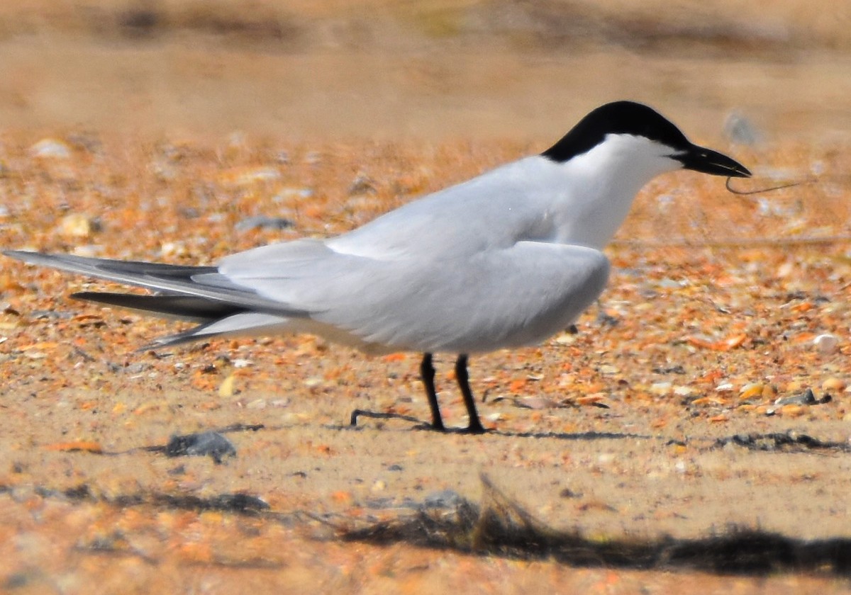 Gull-billed Tern - ML619578263