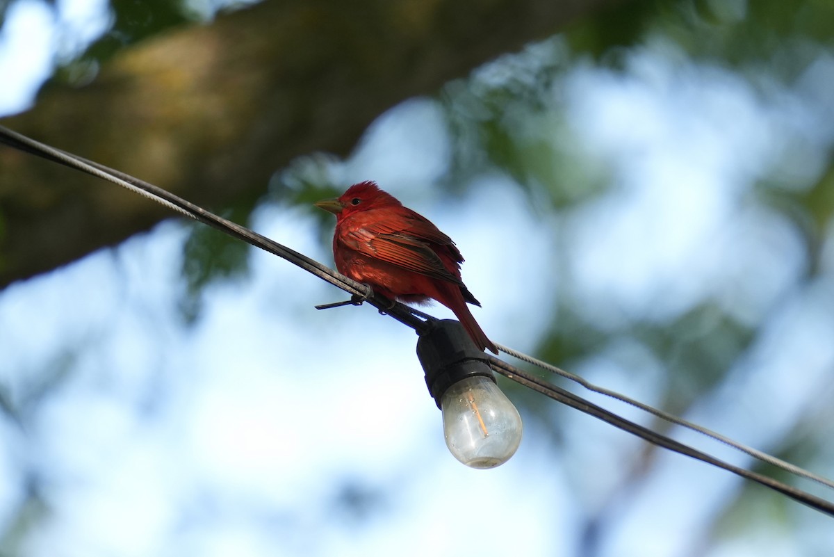 Summer Tanager - Daniel Truax