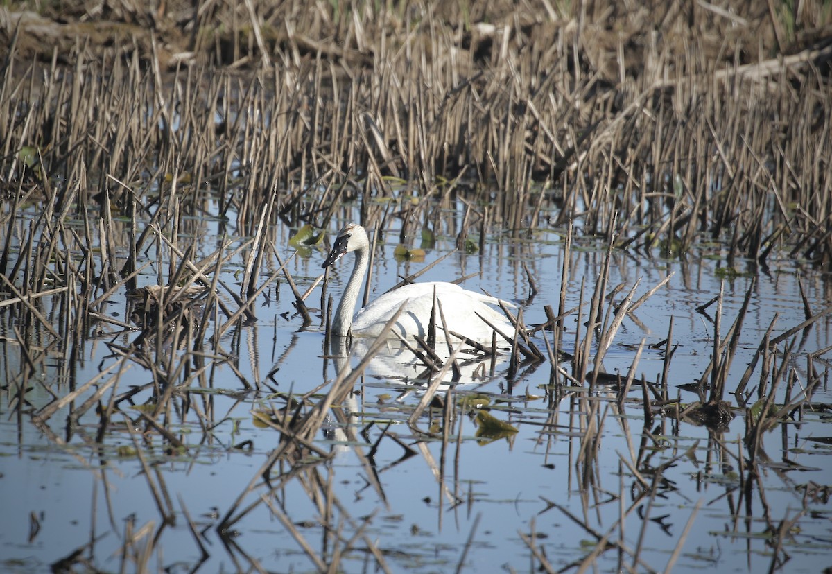 Trumpeter Swan - Mary Backus