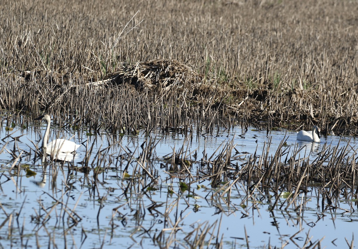 Trumpeter Swan - Mary Backus