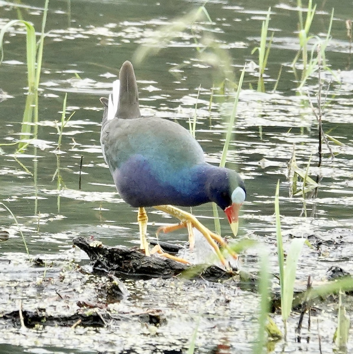 Purple Gallinule - ML619578276