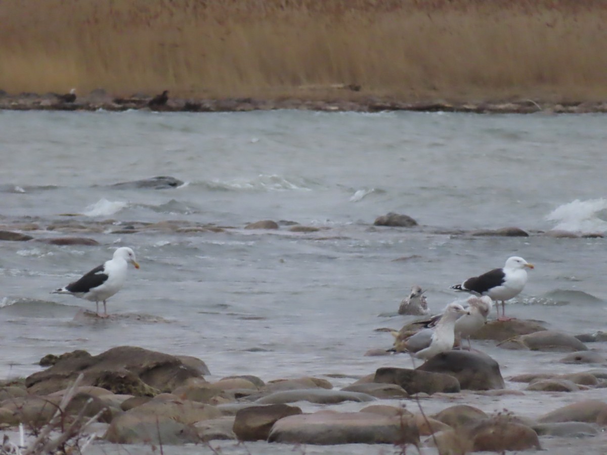 Great Black-backed Gull - Logan Mcquitty