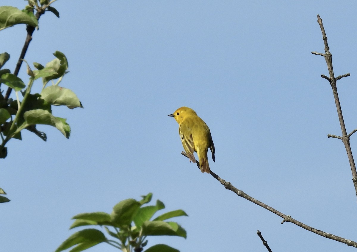 Yellow Warbler - ML619578281