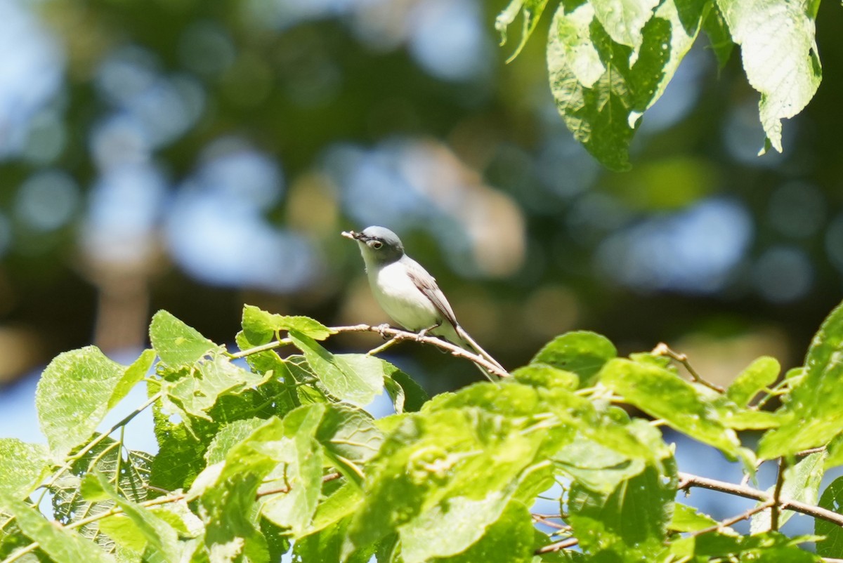 Blue-gray Gnatcatcher - Daniel Truax