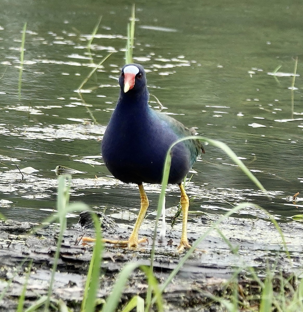 Purple Gallinule - J H